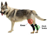 Dog OmniBrace - OmniBrace